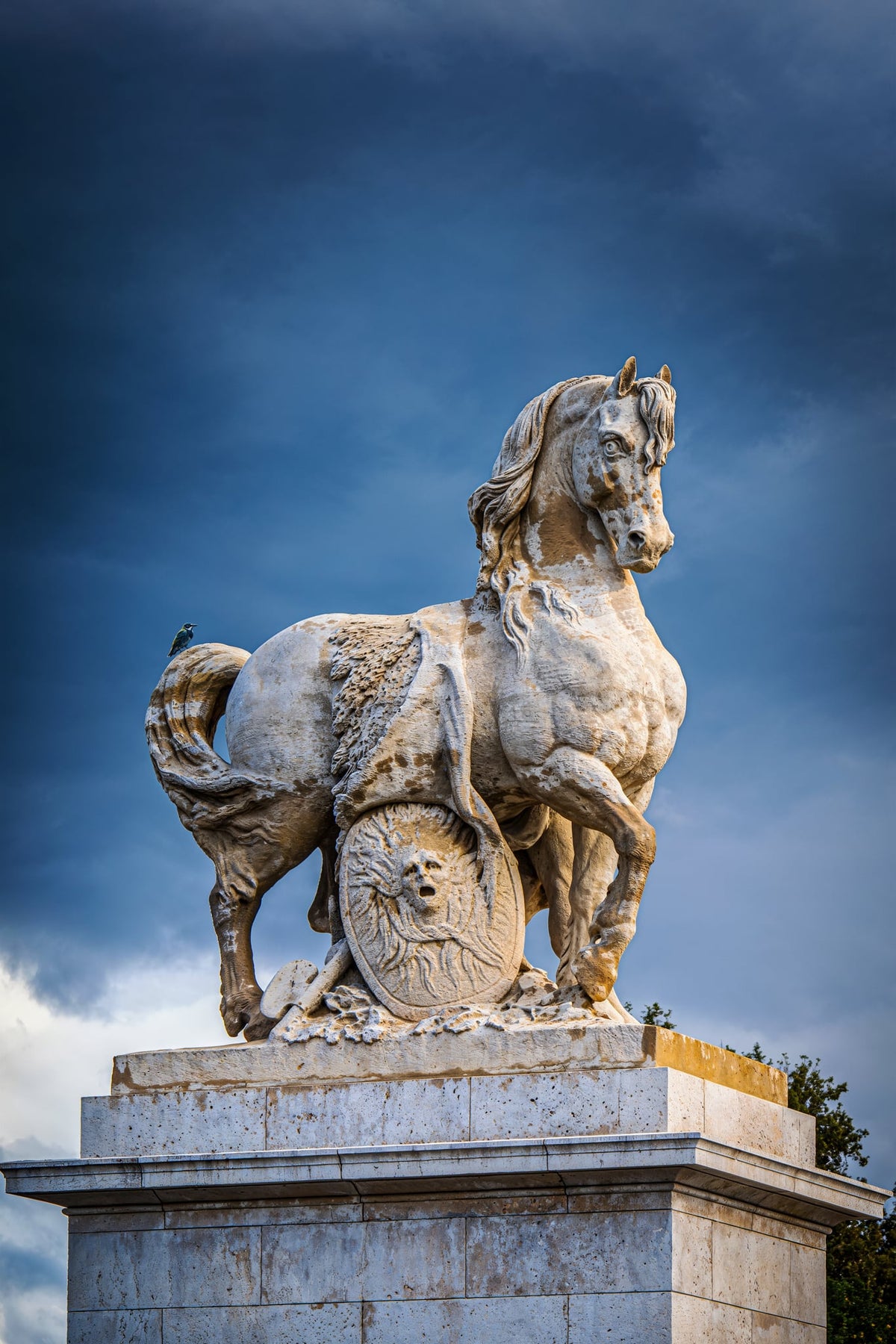 Select your size for Le Cavalier Gaulois | 2024